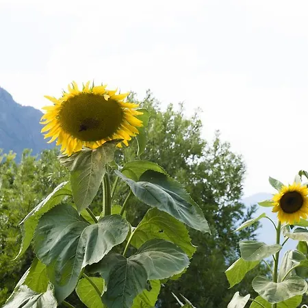 Antico Torchio Appartamento Montjovet
